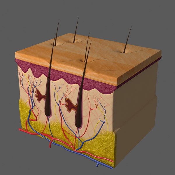 human skin anatomy 3d model