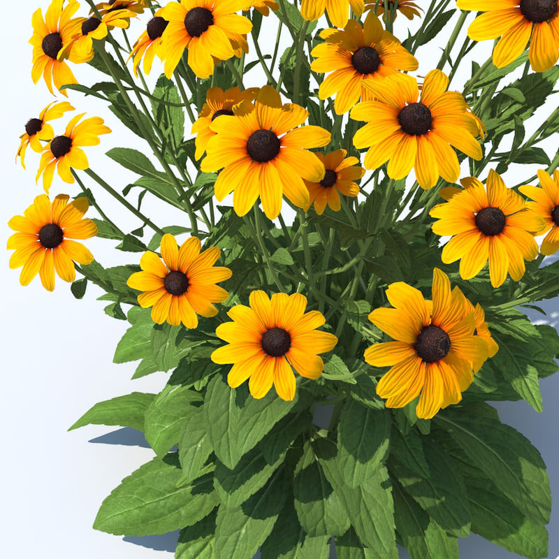 black-eyed susan flower plants 3d max