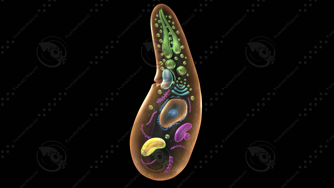 sporozoa protists organelle 3d model
