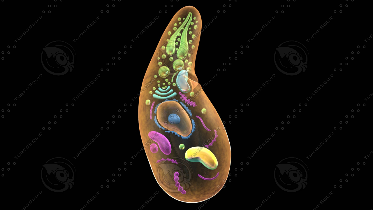 sporozoa protists organelle 3d model