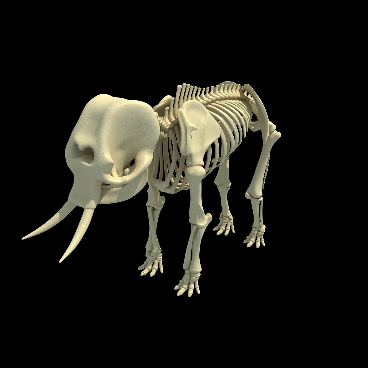 3ds asian elephant skeleton