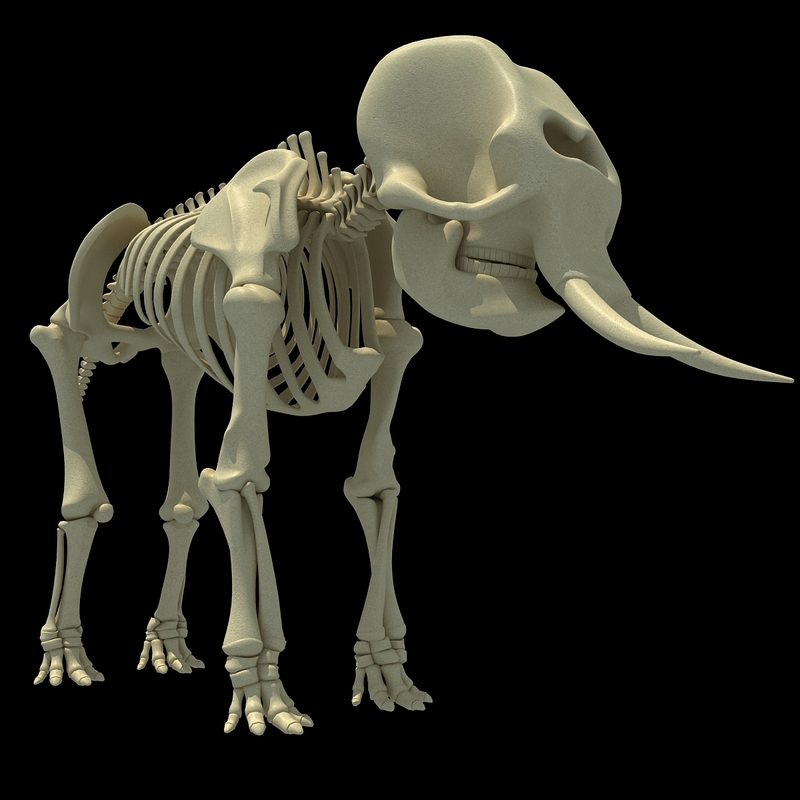 3ds asian elephant skeleton