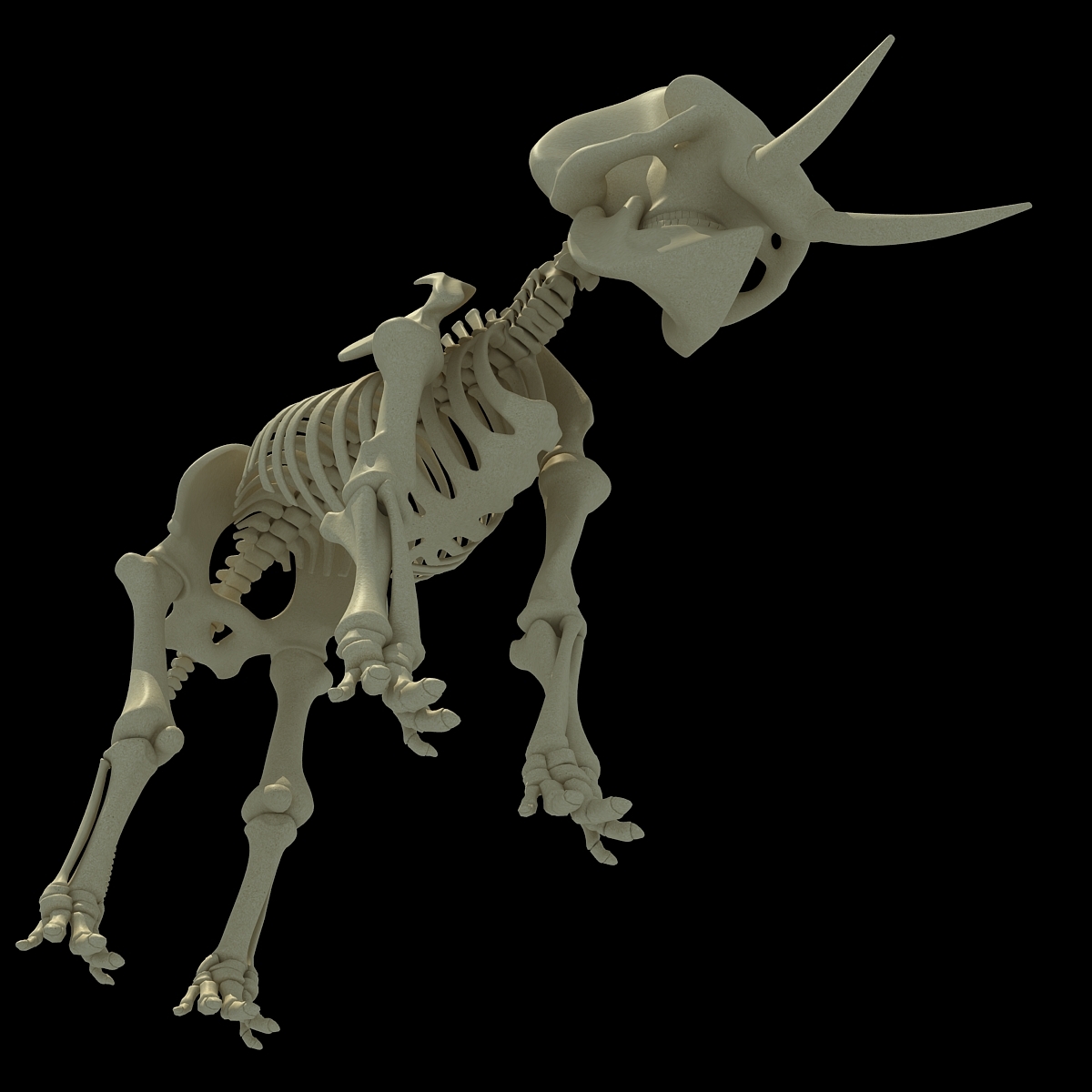 3ds asian elephant skeleton