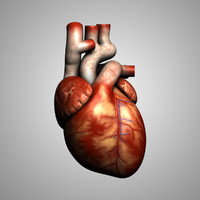 lungs anatomy 3d model