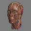 lightwave human male head anatomy