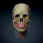 lightwave human male head anatomy