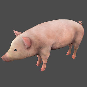 3d pig model
