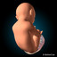 3d obj pregnant woman fetus uterus