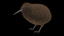 3d model kiwi birds apteryx