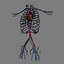 human male torso anatomy muscles 3d model