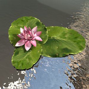 pink water lily 3d c4d