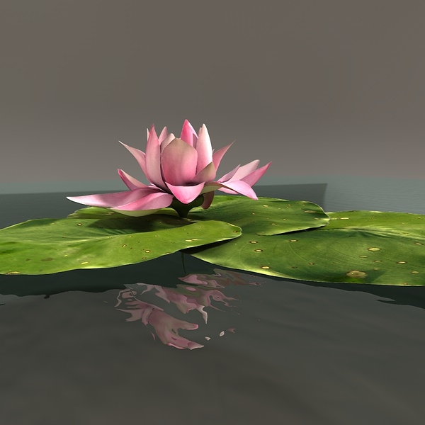 pink water lily 3d c4d