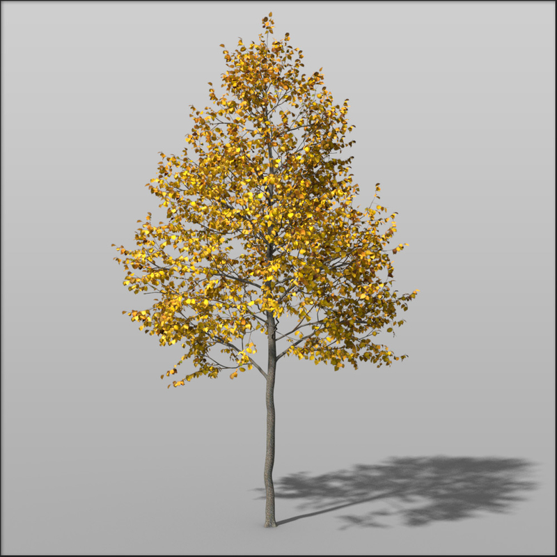 c4d corylus tree young hazel