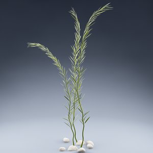 3d aqua plant model