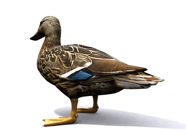 3d model duck