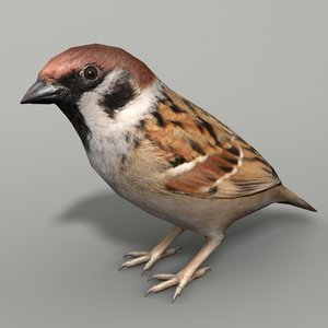 sparrow 3d model
