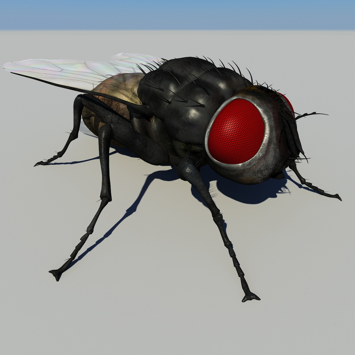 3d house fly model