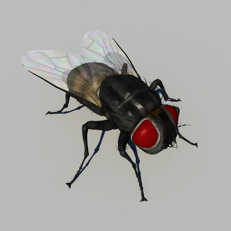 3d house fly model