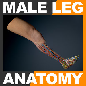3ds human male leg anatomy