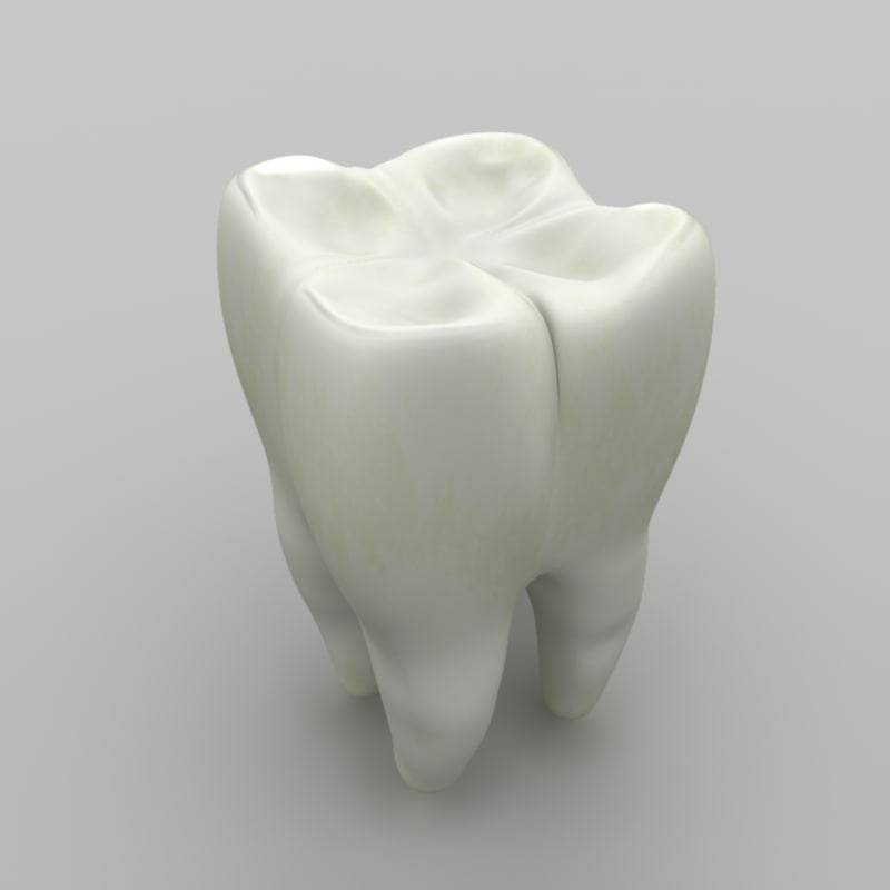 3d model tooth
