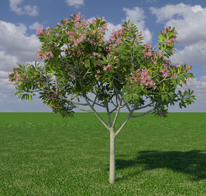 3d model frangipanni tree