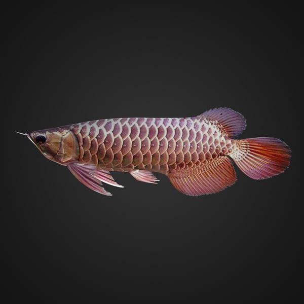 tropical fish aquarium arowana 3d max