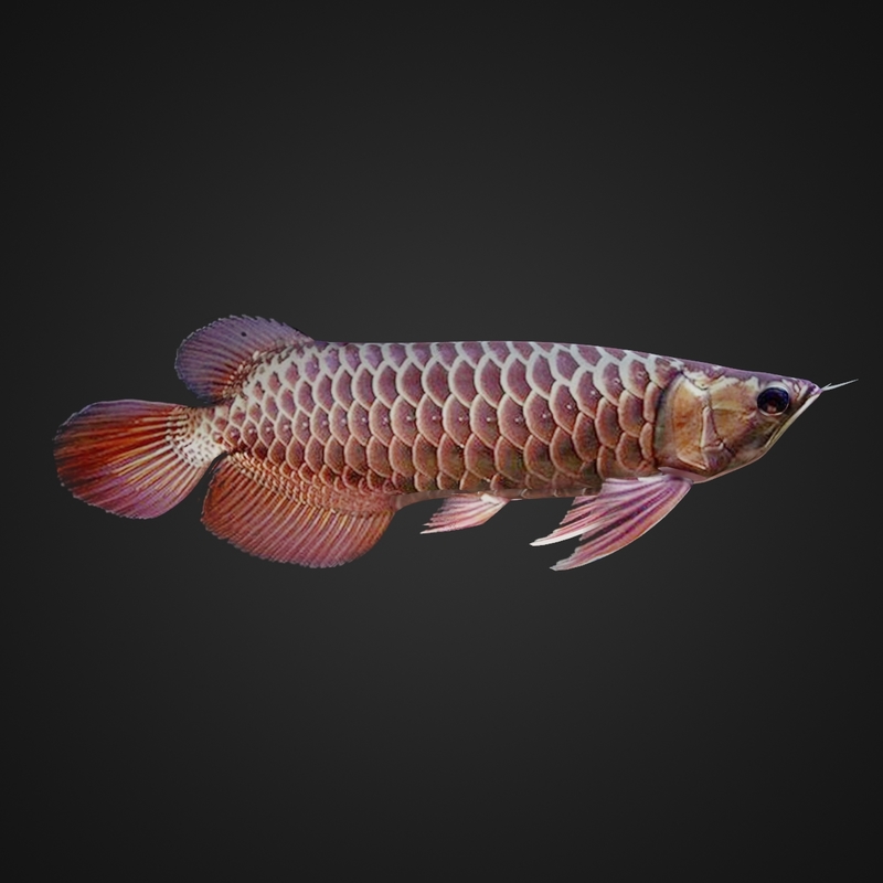 tropical fish aquarium arowana 3d max