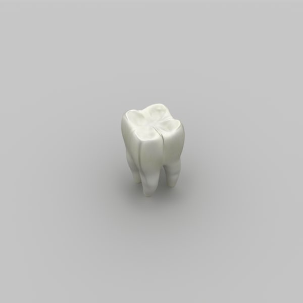 3d model tooth