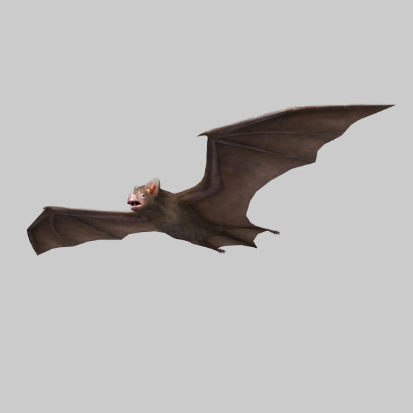 vampire bat lowpoly