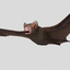 bat vampire 3d model