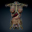 human female torso anatomy muscles 3d model