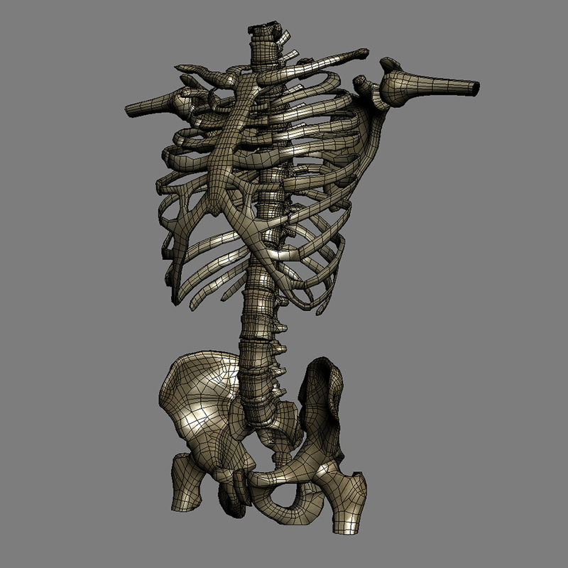 female torso anatomy reference
