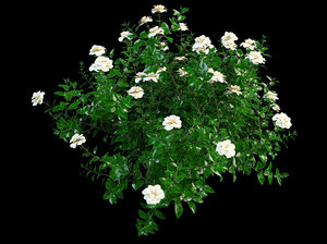 3d model gardenia garden flower