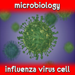 3d model influenza virus cell flu