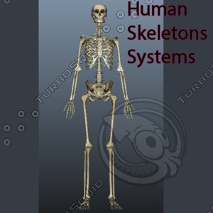 human skeleton 3d x