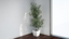 oleander plants growfx 3d obj