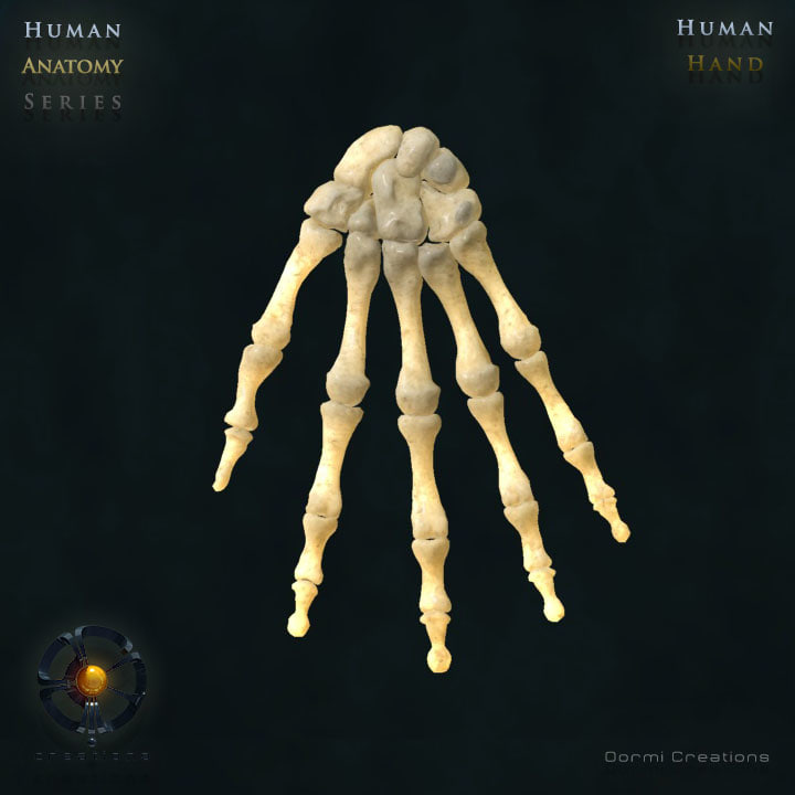 human hand bones 3d model