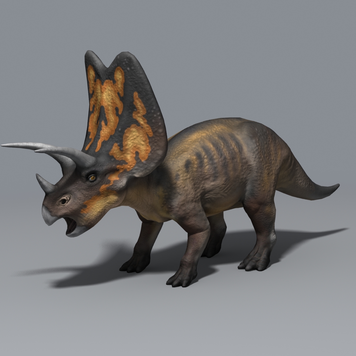 pentaceratops fossil