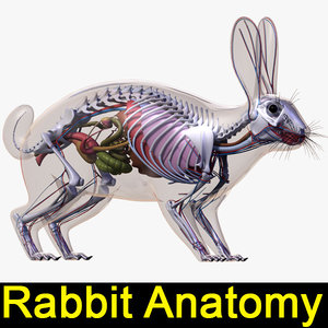 max rabbit anatomy