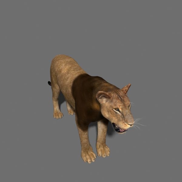 lion animation fur 3d max