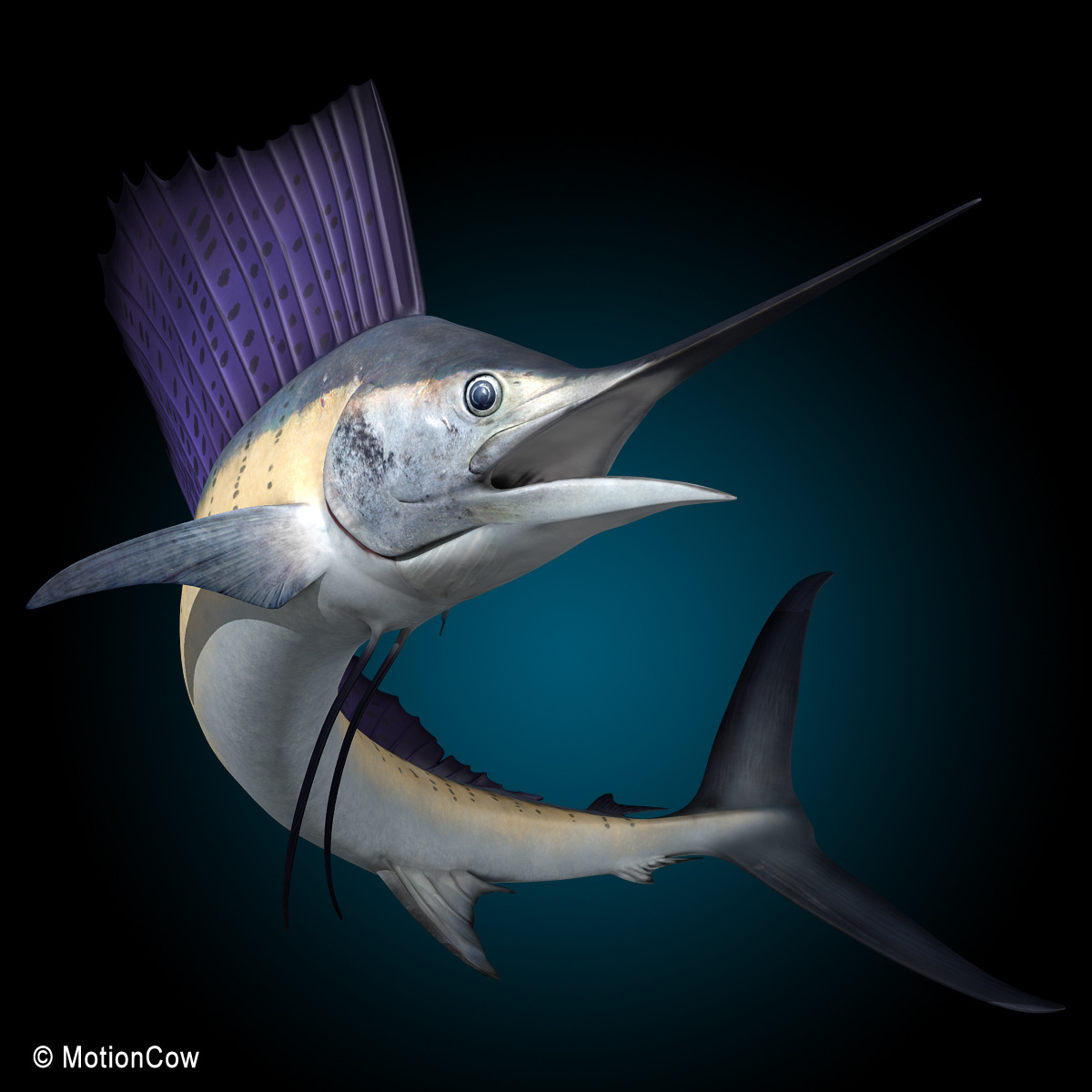 3d realistic rigged dorsal