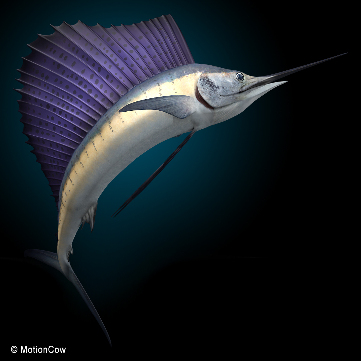 3d realistic rigged dorsal