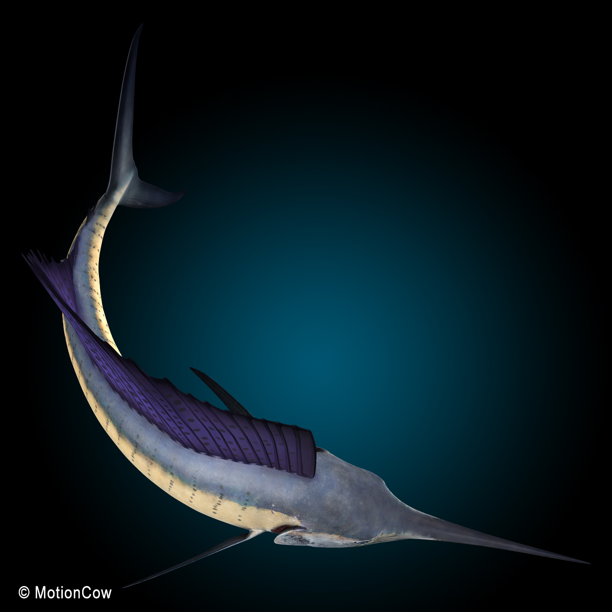 3d realistic rigged dorsal