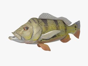 cock bass fish 3d max