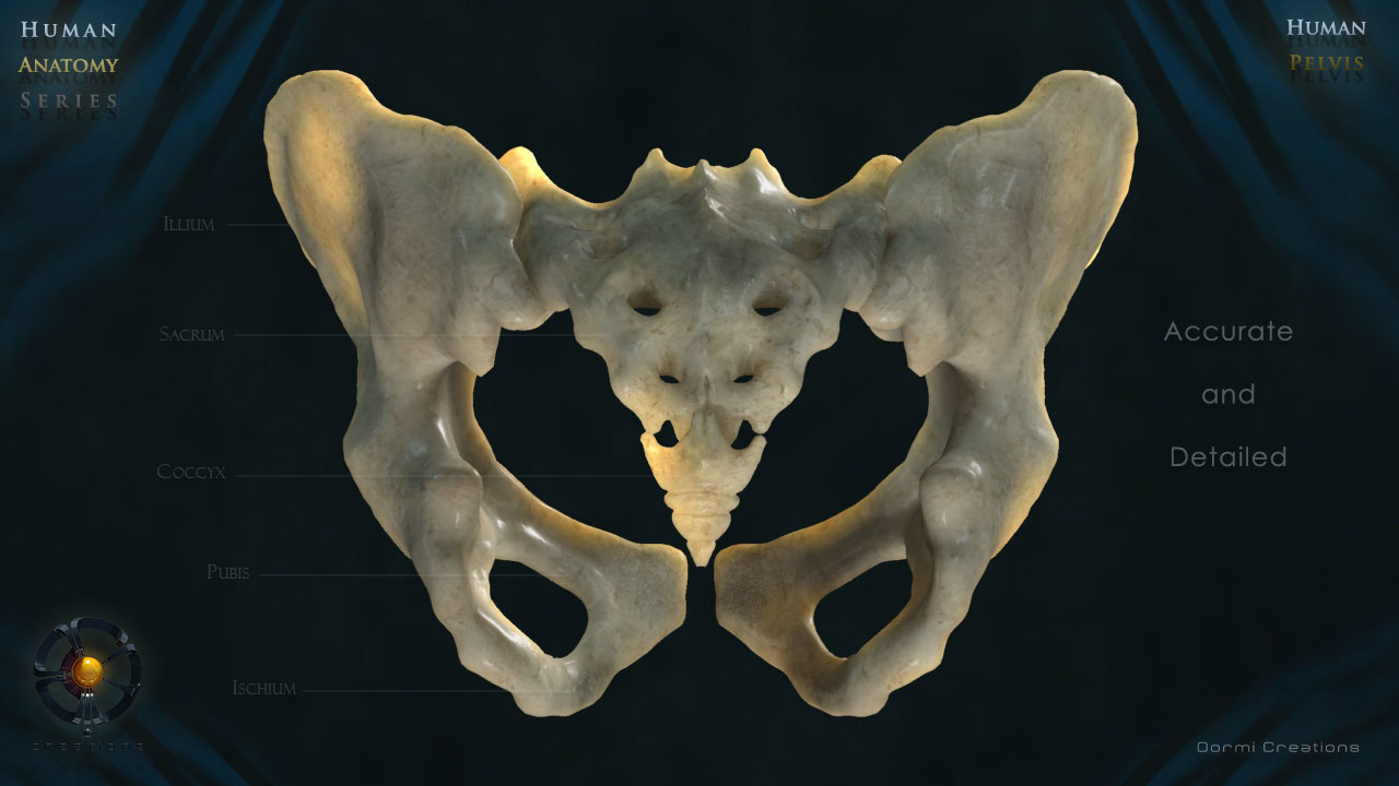 骨盆3d模型