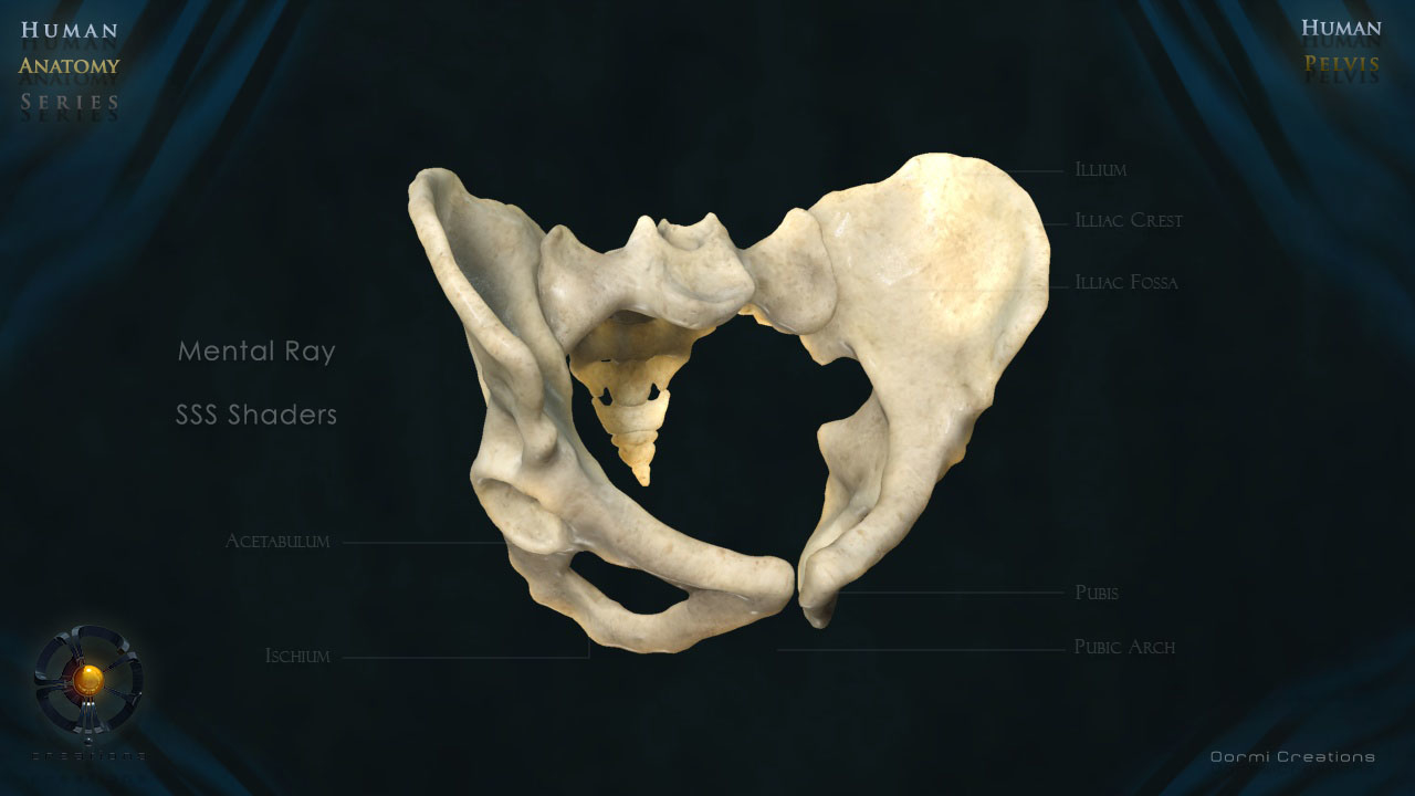 骨盆3d立体图图片
