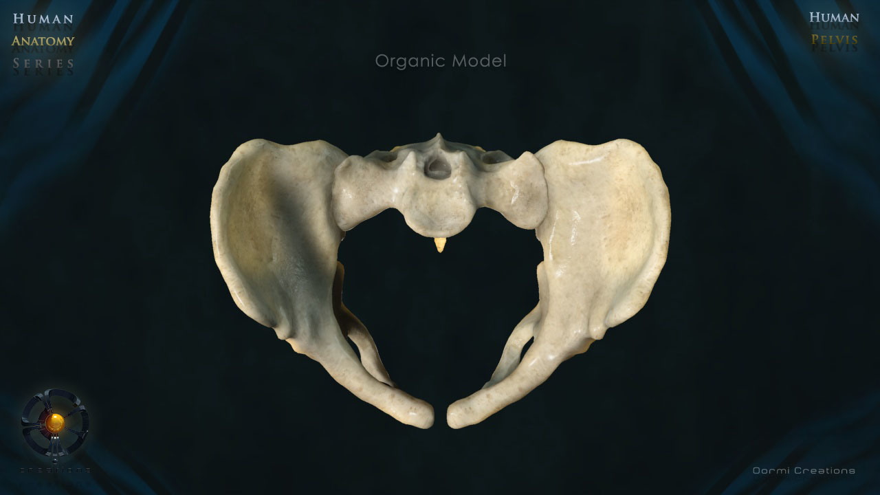 3d human pelvic bones