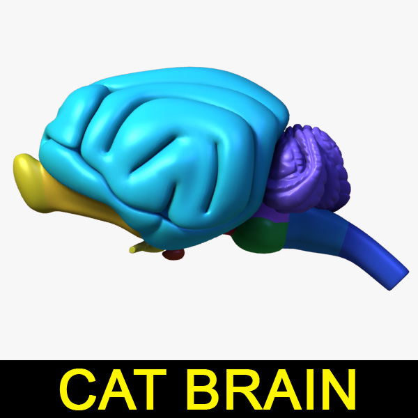 Verybrain - verybrain Cat-Tの+rallysantafesinooficial.com