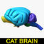 max cat brain