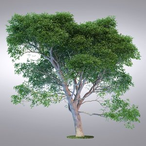 hi realistic series tree 3d max